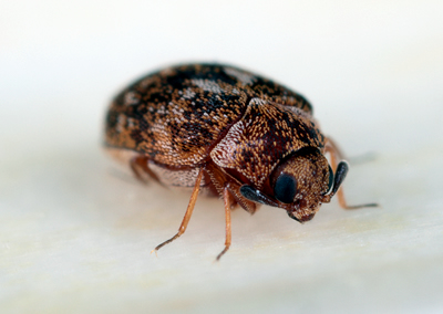 Nuisance - Anthrenes