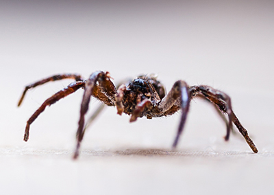 Nuisance - Araignees