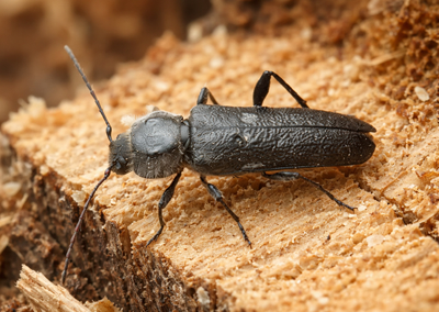 Nuisance - Capricornes des maisons