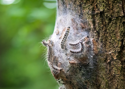 Nuisance - Chenilles processionnaires