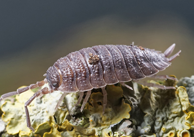 Nuisance - Cloportes