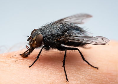 Nuisance - Mouches