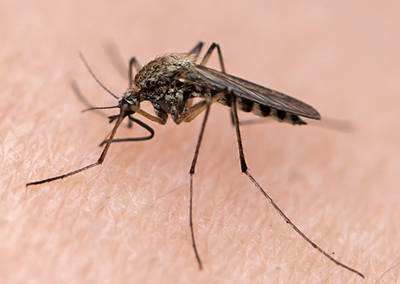 Nuisance - Moustiques