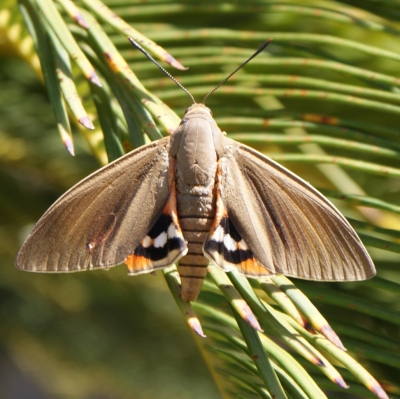 Nuisance - Papillons du palmier