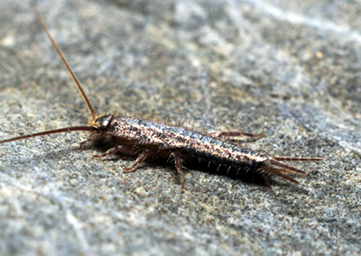 Nuisance - Poissons d'argent