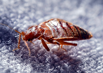 Nuisance - Punaises de lit