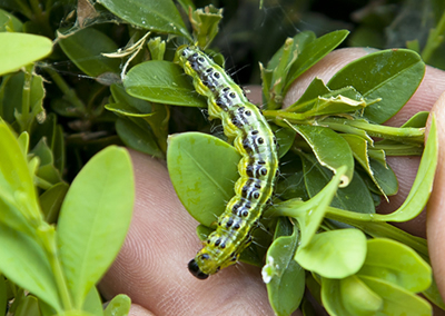Nuisance - Pyrales du buis
