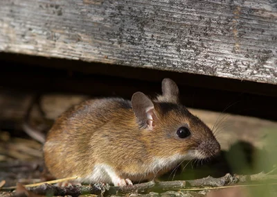 Nuisance - Souris et mulots