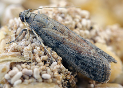 Nuisance - Mites des vetements