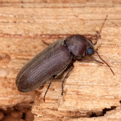 Nuisance - Vrillettes des bois