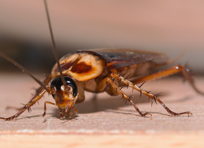 Nuisances - Cafards Blattes