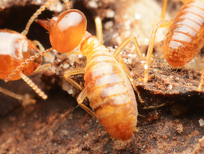 Nuisances - Termites